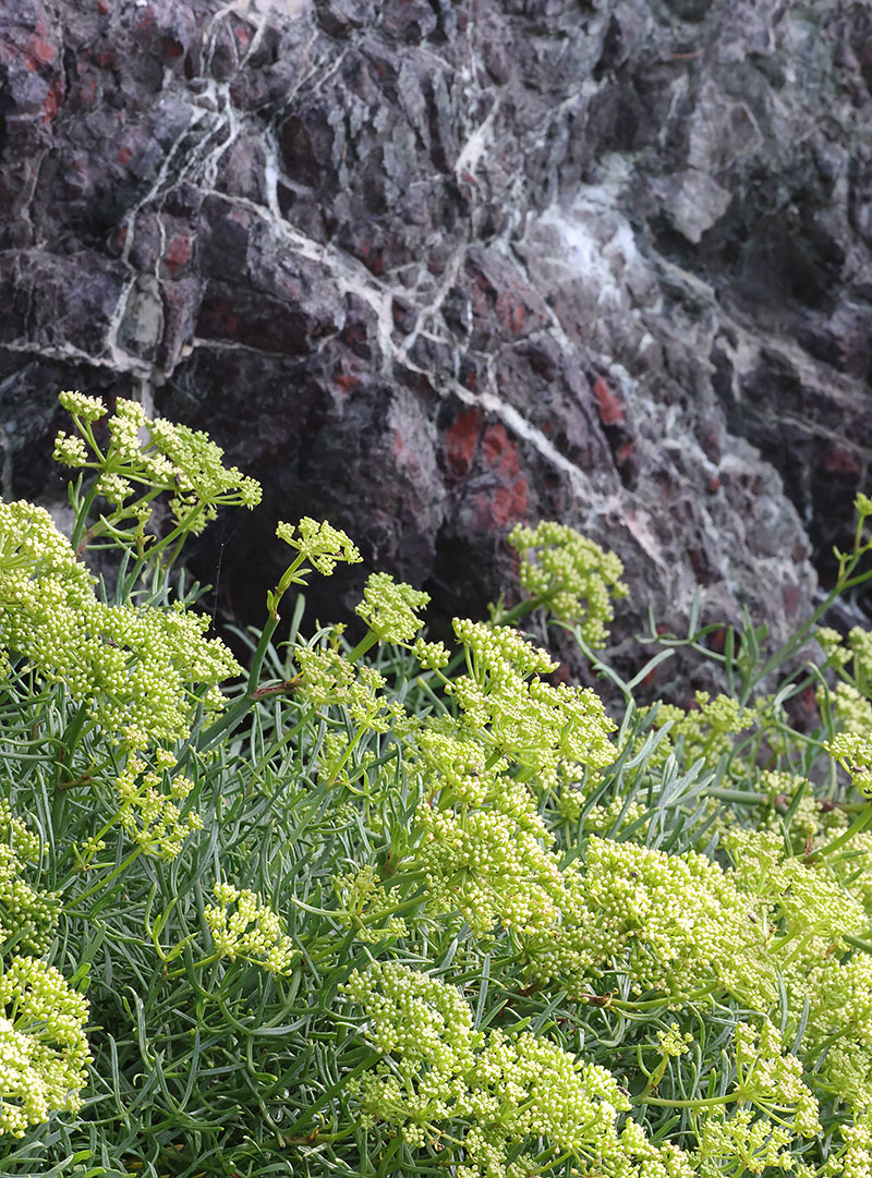 Rock samphire